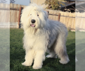 Father of the Old English Sheepdog puppies born on 11/19/2022