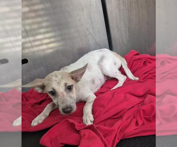 Medium Photo #2 Labrador Retriever-Unknown Mix Puppy For Sale in San Antonio, TX, USA