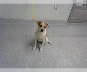 Mutt Dogs for adoption in Pasadena, TX, USA