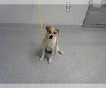 Small Mutt