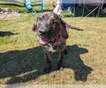Small #2 Black Mouth Cur-Labrador Retriever Mix