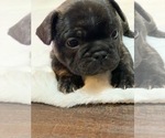 Puppy 2 French Bulldog