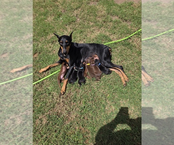 Medium Photo #7 Doberman Pinscher Puppy For Sale in ADA, OK, USA