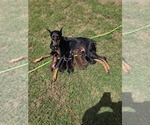 Small #6 Doberman Pinscher