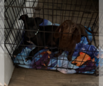 Small #3 American Pit Bull Terrier
