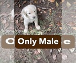 Puppy Only Male Golden Retriever