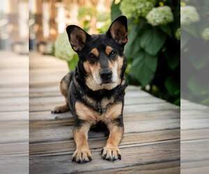 Pembroke Welsh Corgi-Rat Terrier Mix Dogs for adoption in Princeton, MN, USA