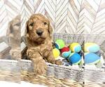 Small Photo #1 Goldendoodle Puppy For Sale in CONWAY, SC, USA