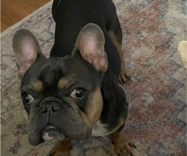 Medium Photo #1 French Bulldog Puppy For Sale in SHERWOOD, AR, USA