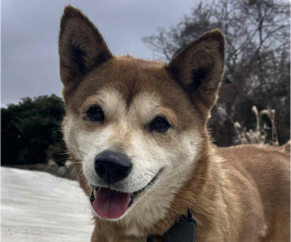 Medium Photo #1 Shiba Inu-Unknown Mix Puppy For Sale in San Ramon, CA, USA