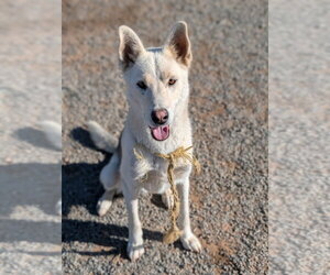 Diesel - (Courtesy Post) Adopt Me! - Male German Shepherd Dog-Unknown Mix Dog for Adoption - Photo #3