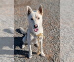 Small Photo #3 German Shepherd Dog-Unknown Mix Puppy For Sale in Lake Forest, CA, USA