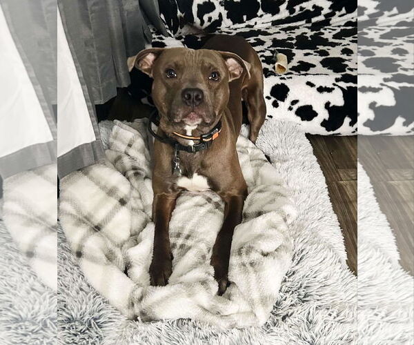 Medium Photo #5 American Pit Bull Terrier-Unknown Mix Puppy For Sale in FAIRLAWN, OH, USA