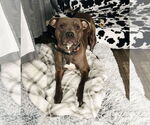 Small #4 American Pit Bull Terrier Mix