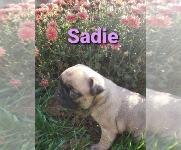 Medium Photo #1 Pug Puppy For Sale in CADIZ, OH, USA