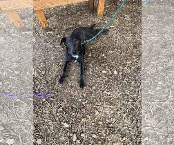 Medium Photo #1 Labrador Retriever-Unknown Mix Puppy For Sale in Jackson, MS, USA