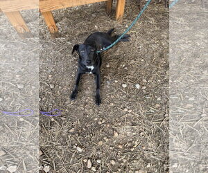 Labrador Retriever-Unknown Mix Dogs for adoption in Jackson, MS, USA