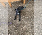 Small Labrador Retriever Mix