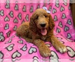 Small Goldendoodle