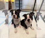 Small Boston Terrier