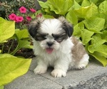 Small #4 Shih Tzu