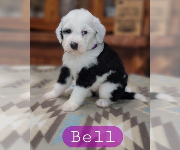 Medium Photo #2 Sheepadoodle Puppy For Sale in GOLDEN CITY, MO, USA