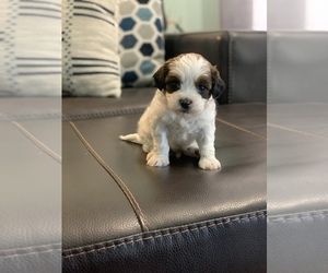 ShihPoo Puppy for sale in CISCO, TX, USA