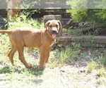 Small Photo #9 Rhodesian Ridgeback Puppy For Sale in CHOUDRANT, LA, USA