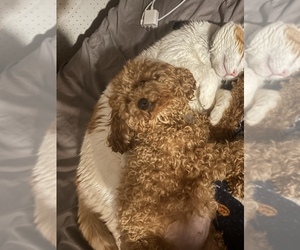 Mother of the Poodle (Miniature) puppies born on 04/20/2025