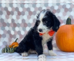 Bernedoodle Puppy for sale in LANCASTER, PA, USA