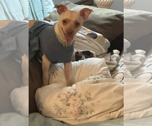Copper - Male Rat-Cha Dog for Adoption - Photo #3