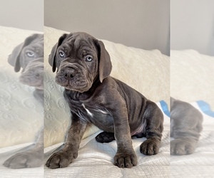 Cane Corso Puppy for sale in PORTER RANCH, CA, USA
