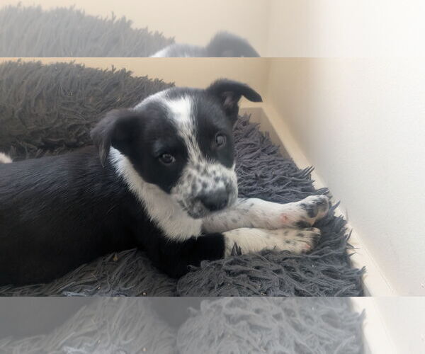 Medium Photo #1 Mutt Puppy For Sale in Garden City, NY, USA