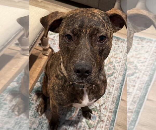 Medium Photo #4 Bullboxer Pit Puppy For Sale in Spotsylvania, VA, USA