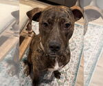 Small #3 Bullboxer Pit