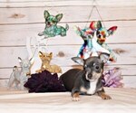 Puppy Ysabella Chihuahua
