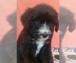 Small Photo #2 Bernedoodle Puppy For Sale in COOLIDGE, AZ, USA
