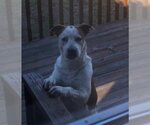 Small #4 Boxer-Brittany Mix