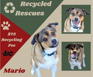 Beagle-Unknown Mix Dogs for adoption in Lindsay, CA, USA