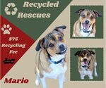 Small Beagle Mix