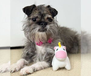 Brussels Griffon Dogs for adoption in Bon Carbo, CO, USA