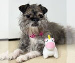 Small Brussels Griffon