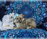 Small #3 Pomeranian