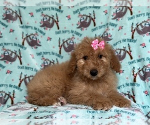 Goldendoodle Puppy for sale in LAKELAND, FL, USA