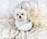 Small #14 Morkie