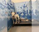 Small #4 American Pit Bull Terrier