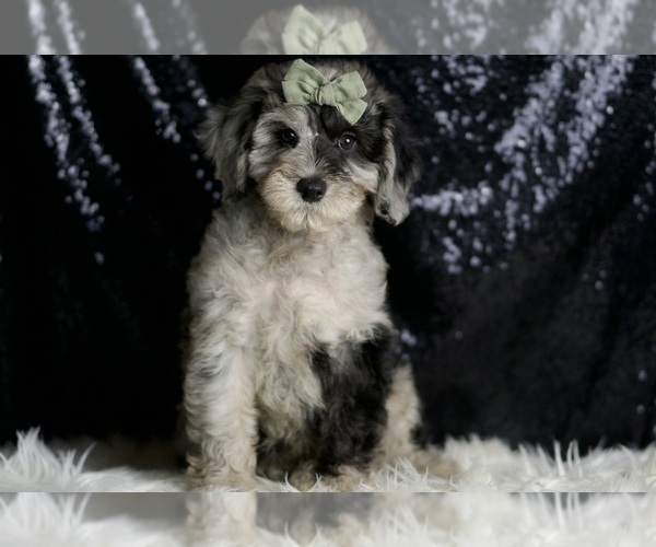 Medium Photo #2 Goldendoodle (Miniature) Puppy For Sale in WARSAW, IN, USA