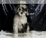 Small #1 Goldendoodle (Miniature)