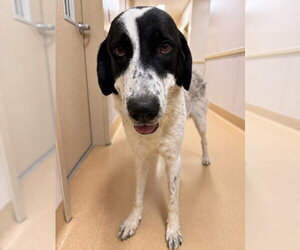Anatolian Pyrenees Dogs for adoption in Placerville, CA, USA
