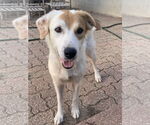 Small #2 Spaniel Mix